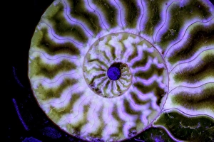 Fossil ammonite- Cleoniceras spp. - Cretaceous - Madagascar Fossil ammonite- Cleoniceras spp. - Cretaceous - Madagascar