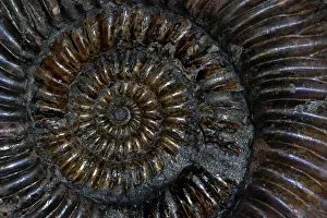 Fossil Ammonite (Speetoniceras) Fossil Ammonite (Speetoniceras)