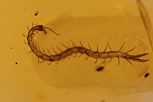 Fossil Centipede in Amber - Dominican Republlic Fossil Centipede in Amber - Dominican Republlic