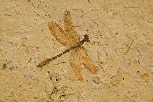 Images Dated 31st January 2004: Fossil - Dragonfly - Species unknown E50T3831
