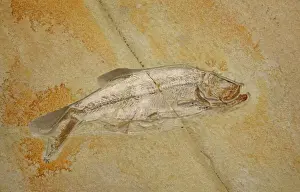 Prints of CAN-2198 Fossil - Fish. Jurassic Eichstatt, Germany Pachythrissops macrolepidotus John Cancalosi Please note that prints are for personal display purposes only and may not be reproduced in anyway Images Dated 2005 August: Jurassic Eichstatt Fossil Fish Print