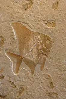 Fossil Fish with Shrimp (Carpopenaus) Fossil Fish with Shrimp (Carpopenaus)