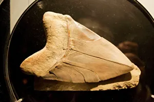 Fossil tooth of megalodon or megatooth shark Oceanopolis Fossil tooth of megalodon or megatooth shark Oceanopolis