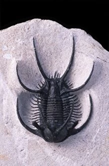 Images Dated 2nd August 2004: Fossil: Trilobite Ceratarges size: body: 45 mm; total: 72 mm Devonian Morocco