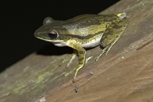Four-lined Tree Frog Borneo Print