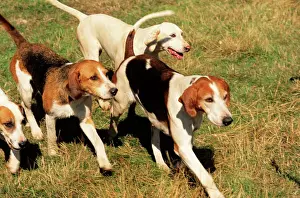 Prints of JAM-165 FOXHOUNDS UK James Marchington Please note that prints are for personal display purposes only and may not be reproduced in any way. Hound Prints: Foxhound Print JAM-165 UK
