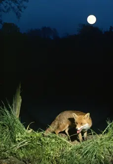 John Daniels Wildlife Photographer Prints: Fox - in moonlight