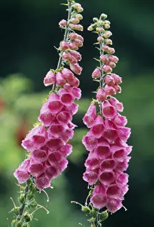 Foxglove Plant Prints: Foxglove