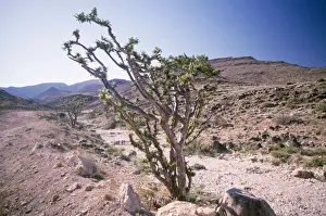 Frankincense Tree Prints: Frankincense Tree