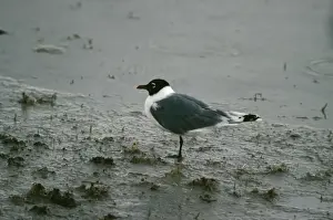 Bird Photography Prints: Franklin's Gull