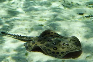 Amazon River Fish Prints: Freashwater Stingray - Amazon