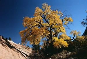 FREMONT'S COTTONWOOD - in October FREMONT'S COTTONWOOD - in October