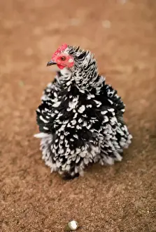 Prints of KF-7747 FRIZZLE BANTAM CHICKEN Kenneth W Fink Please note that prints are for personal display purposes only and may not be reproduced in any way. Chickens Prints: Frizzle Bantam Chicken Print, KF-7747