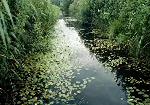 United Kingdom Water Features Prints: Frogbit - rare in UK