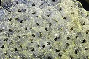 Common Frog Spawn Prints: Frogspawn – 7 day old - common frog – 0