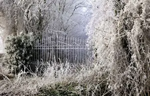 Ice Covered Landscapes Prints: Frost covered gates and trees