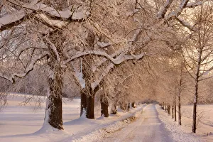 Frosty Winter Scene - deep snow covered winter landscape showing a plowed country road Frosty Winter Scene - deep snow covered winter landscape showing a plowed country road