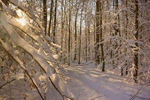 Frosty Winter Scene - winter landscape with the sun shining through the thick snow covered branches of trees in a Frosty Winter Scene - winter landscape with the sun shining through the thick snow covered branches of trees in a
