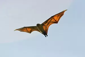 Images Dated 29th July 2003: Fruit Bat - endangered & endemic to Mayotte. Mayotte Island Indian Ocean