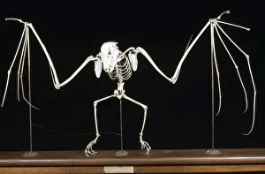 Prints of KEL-1153 Fruit Bat / Flying Fox Skeleton Tropical Forest of Ceylon Pteropus edwardsii Ken Lucas Please note that prints are for personal display purposes only and may not be reproduced in any way Edwardsii Prints: Fruit Bat / Flying Fox Skeleton Print KEL-1153