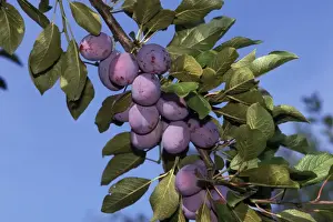 Plum Tree Prints: Fruit - Plums on branch