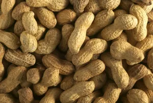 Edible Plant Photography Prints: Peanuts
