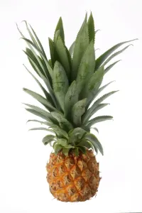 Fruit And Veg Prints: Pineapple Print LA-1042 by Jean Michel Labat
