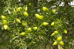 Fruits of the rare Argan tree Fruits of the rare Argan tree