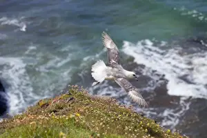 Prints of DAC-892 Fulmar - Flight Cornwall - UK Fulmarus glacialis David Chapman Please note that prints are for personal display purposes only and may not be reproduced in any way. Petrels Prints: Fulmar in Flight - Cornwall, UK Print (DAC-892)