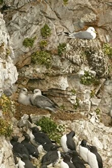 Images Dated 13th June 2003: Fulmar - pair nesting with Kittiwake on nest and bridled Guillemots in foreground - June - Bear