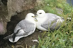 Coastal Wildlife Pictures Prints: Fulmar - pair at nesting site