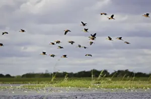 Fulvous Duck Print, Zambia