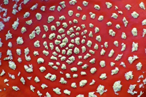 Fungus, Fly Agaric - detailed study of cap Fungus, Fly Agaric - detailed study of cap