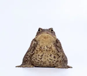 Wildlife Photography Prints: COMMON TOAD - studio