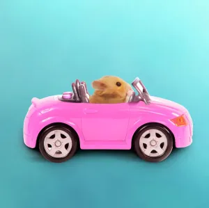 Prints of LA-3728-m1 Hamster driving miniature sports convertible car Digitally manipulated image Jean-Michel Labat Please note that prints are for personal display purposes only Calomyscidae Prints: Hamster driving a miniature sports convertible car print
