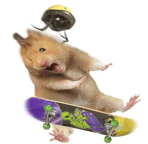 Prints of LA-7054 Hamster - with skateboard and helmet Jean-Michel Labat Please note that prints are for personal display purposes only and may not be reproduced in any way. Calomyscidae Prints: Hamster on Wheels: LA-7054 Print