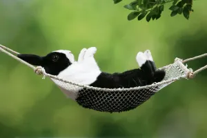Small Pet Prints: Rabbit in a Hammock Print