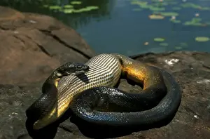 Northern Territory Wildlife Photos Prints: FWO00170