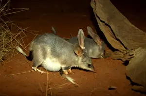 Greater Bilby Print