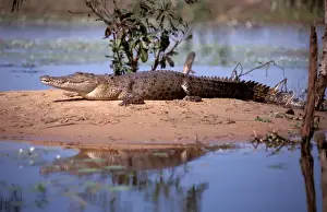 Reptile Photography Australia Prints: FWO00237