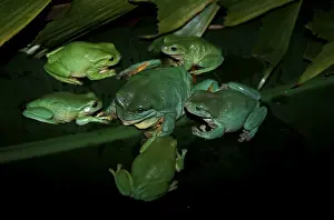 Australian Frog Species Prints: FWO00240