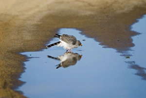 Gabar Goshawk - Drinking from rain puddle in road Gabar Goshawk - Drinking from rain puddle in road