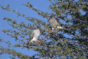 Gabar Goshawks - In tree basking in early morning sun Gabar Goshawks - In tree basking in early morning sun