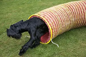 Mammals As Pets At Home Prints: Gaint Schnauzer doing agility