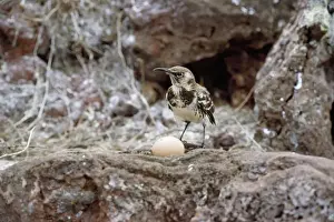 Unique Bird Species Prints: Galapagos Mockingbird