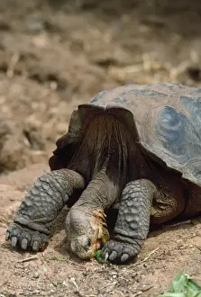 Galapagos Island Animals Prints: Galapagos Saddleback Tortoise