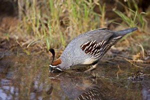 Gambels Quail - Replaces the California Quail in the desert and similar to that bird Gambels Quail - Replaces the California Quail in the desert and similar to that bird