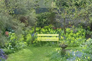 Garden Flowers including Smyrnium perfoliatum behind bench - Spring Garden Flowers including Smyrnium perfoliatum behind bench - Spring