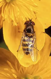 Syrphus Ribesii Prints: Garden Hoverfly