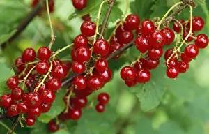 Close Up Berry Images Prints: Garden Red Current - ripened fruit